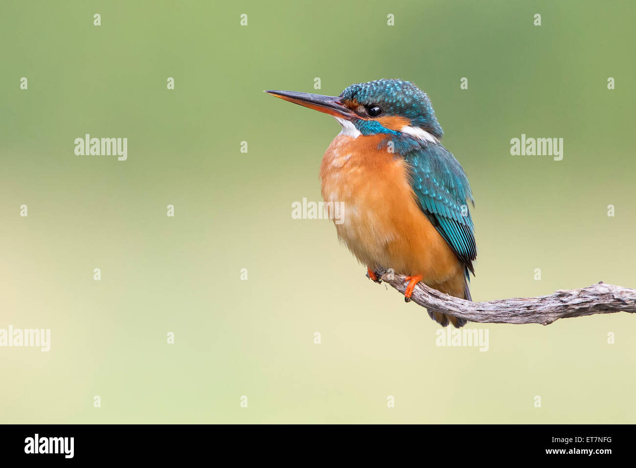 Eisvogel (Alcedo Atthis) weiblich, auf einem Ast, mittlere Elbe-Biosphärenreservat, Sachsen-Anhalt Stockfoto