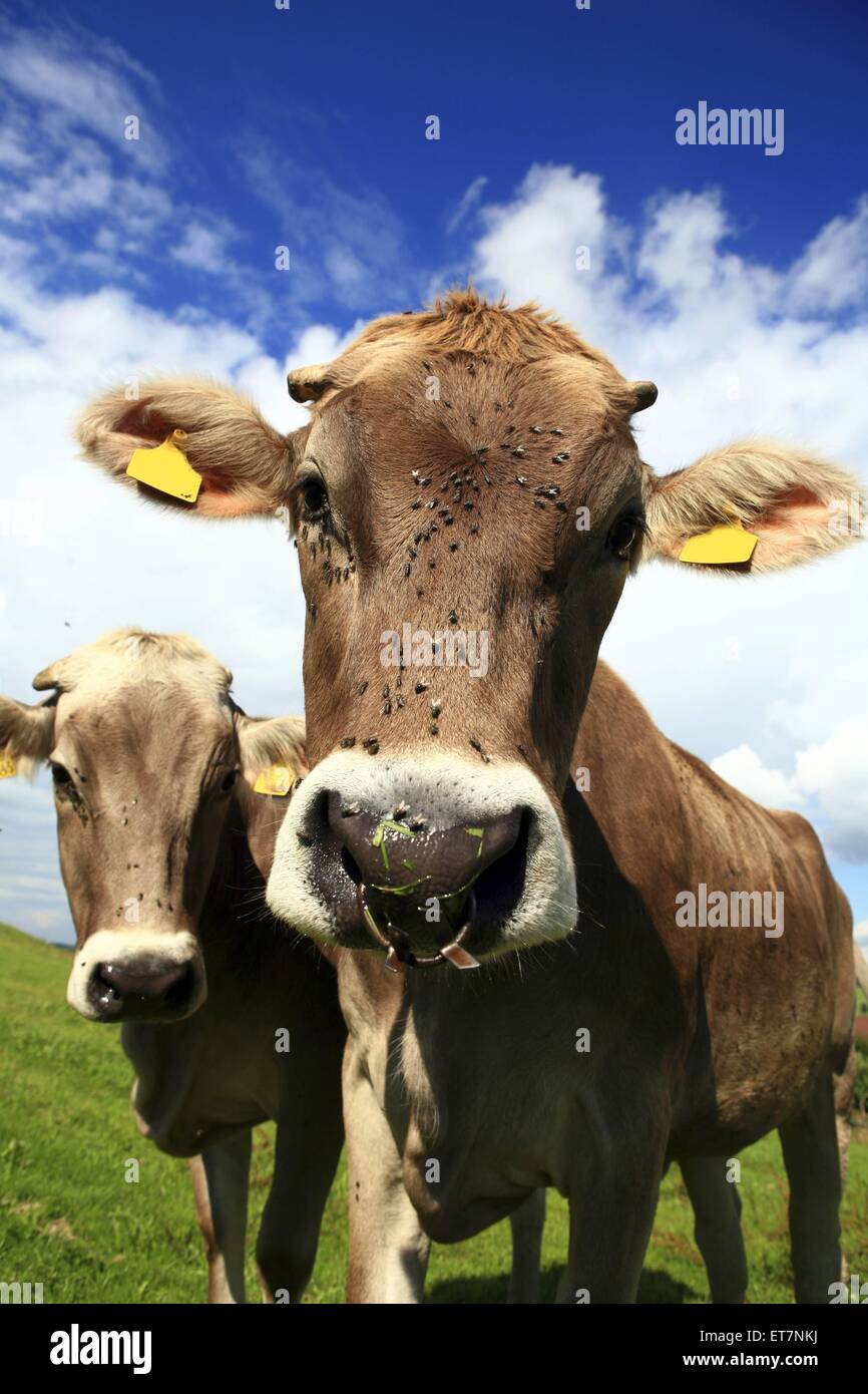 Hausrind (Bos Primigenius F. Taurus), Zwei Rinder Auf der Weide Mit Fliegen Auf der Nase, Deutschland, Bayern | Hausrind Stockfoto