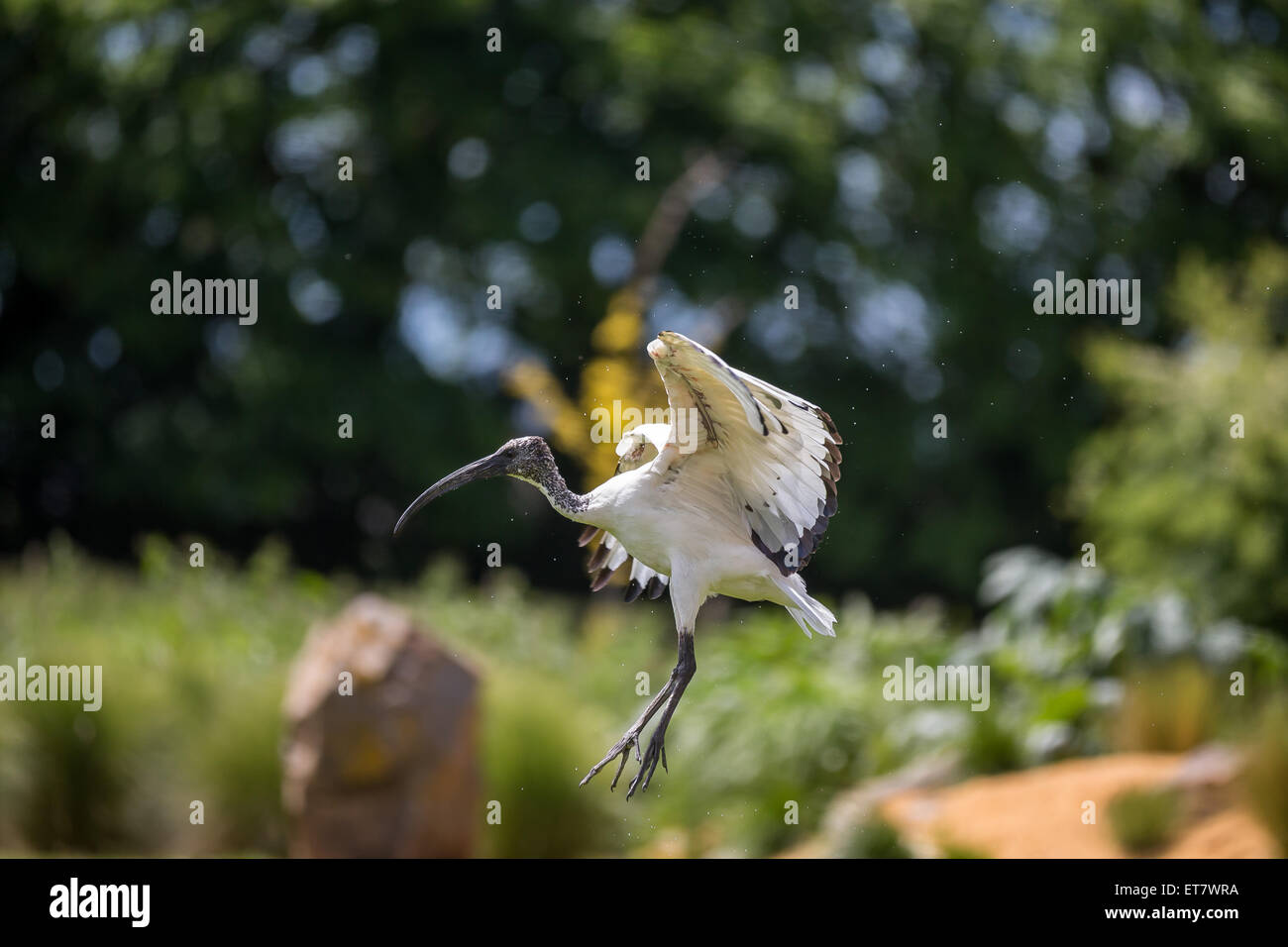 Ibis im Flug Stockfoto