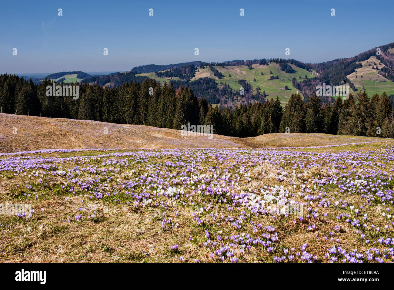 Erhöhte Ansicht von lila Krokus Blüten mit Bergketten im Hintergrund, Hochsiedelalpe, Bayern, Deutschland Stockfoto