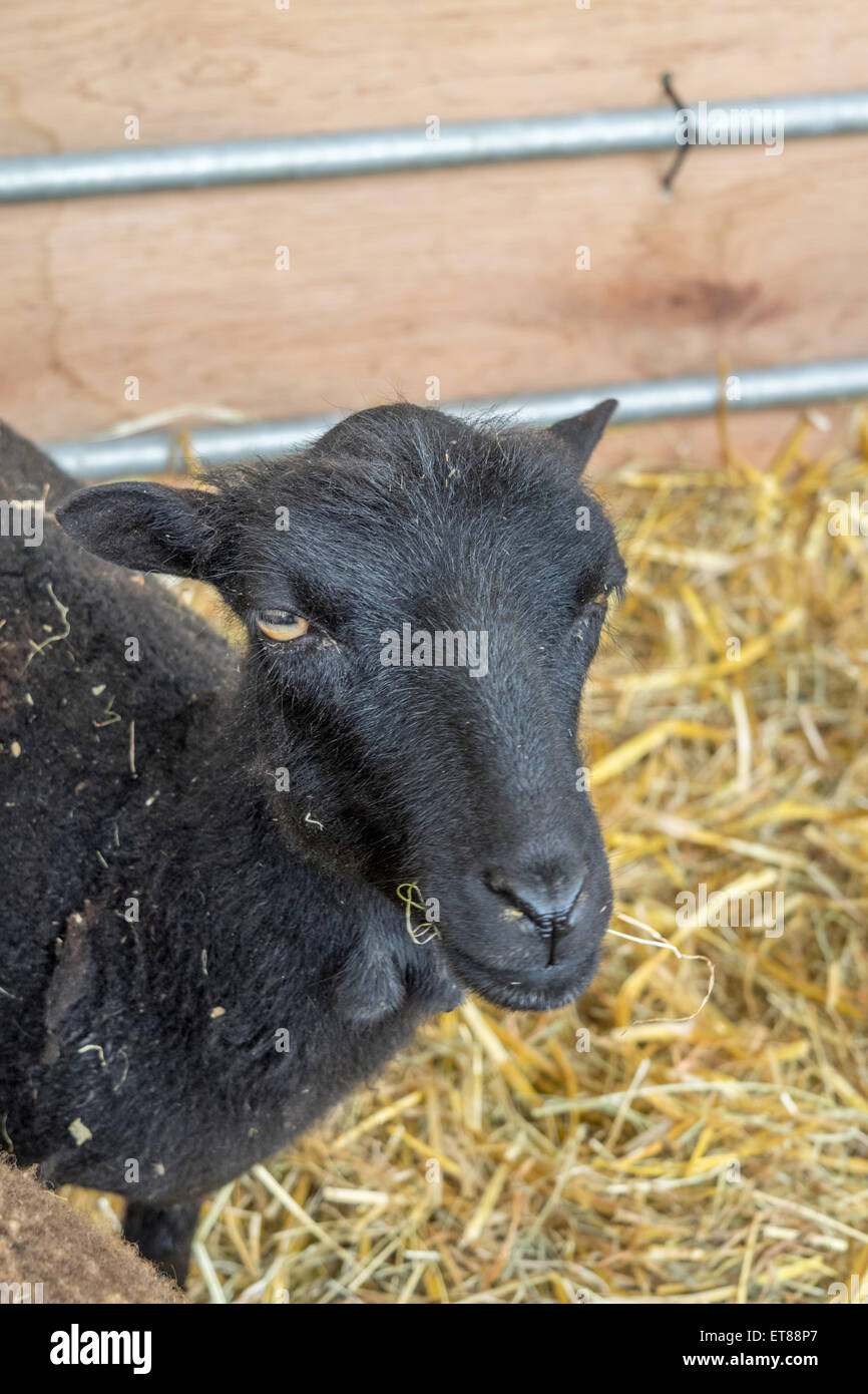 Ouessant schaf Fotos und Bildmaterial in hoher Auflösung Alamy