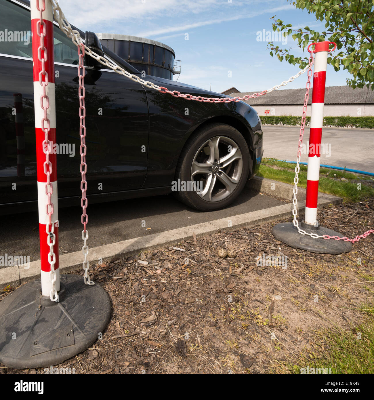 Kiebitz Nest mit zwei Eiern im Parkhaus - die Poller platziert wurden, um die Eier zu schützen Stockfoto