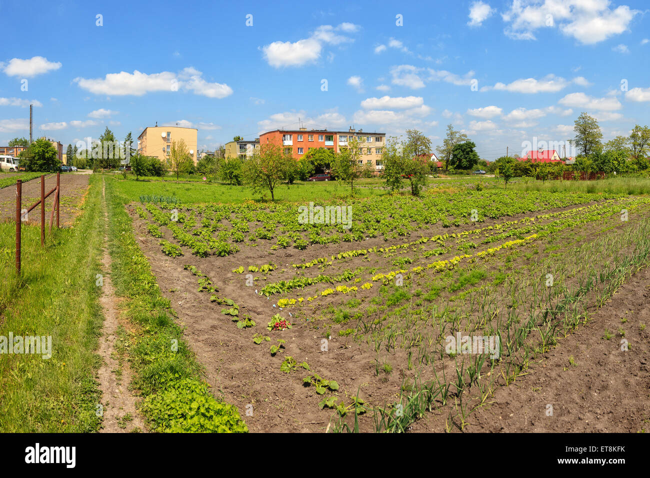 Rüben, Dill und anderes Gemüse in einem Gemüsegarten. Stockfoto