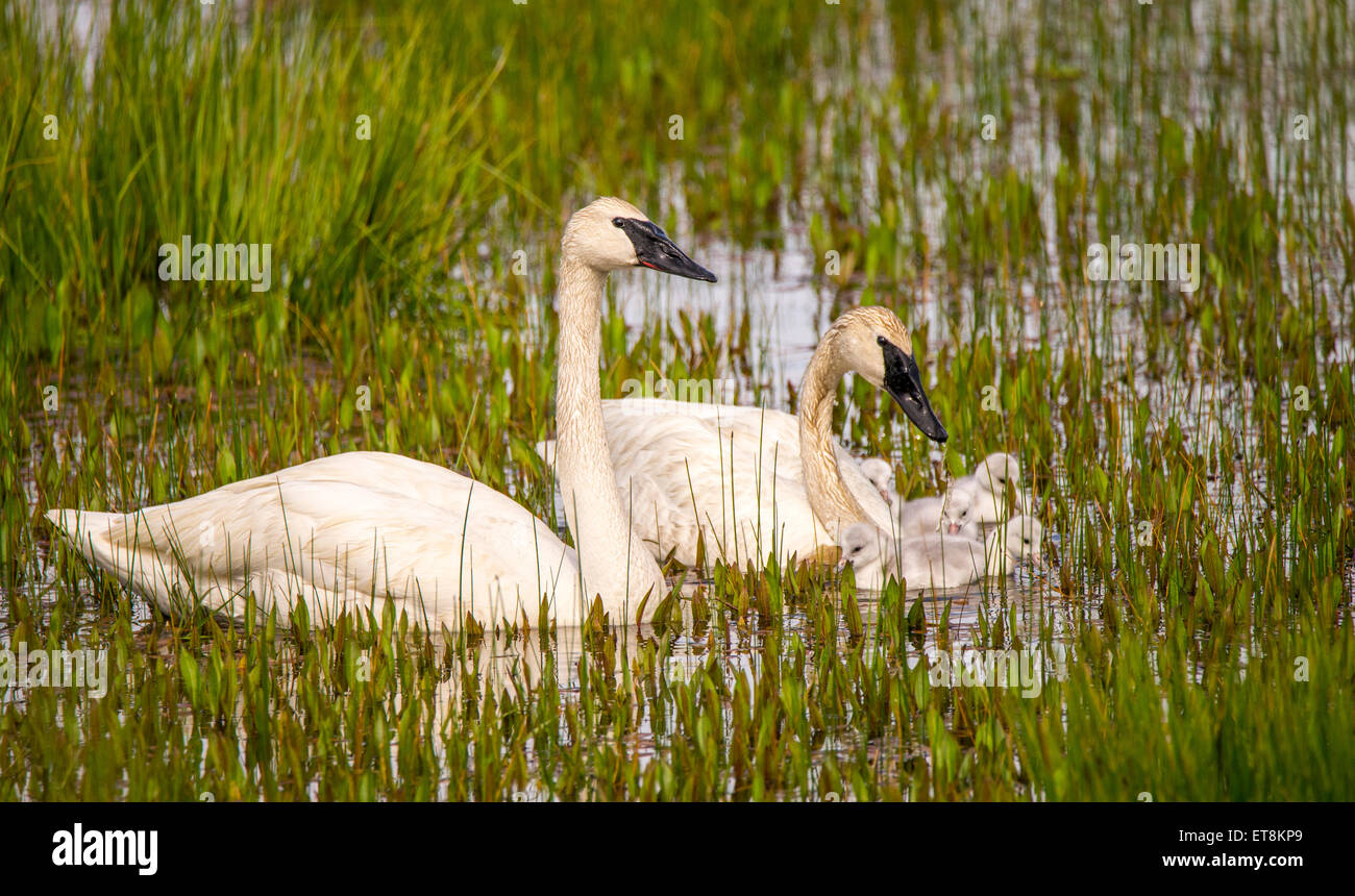 Erwachsenen Trumpeter Schwäne und Cygnets, Schwanensee, Island Park, Idaho, USA Stockfoto