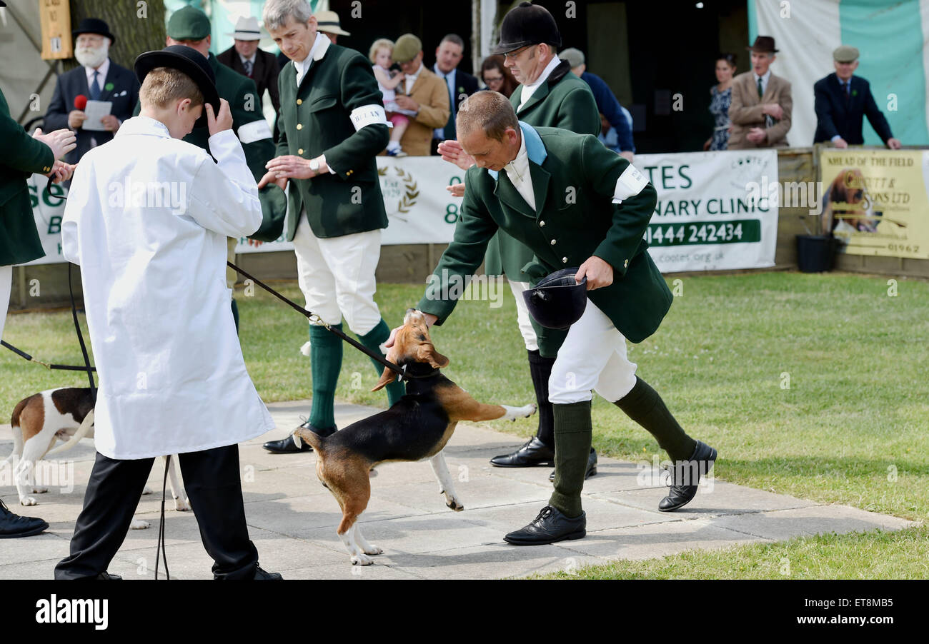 Ardingly Sussex UK - The Beagles in Show auf der South of England Show in Ardingly Today Credit: Simon Dack/Alamy Live News Stockfoto