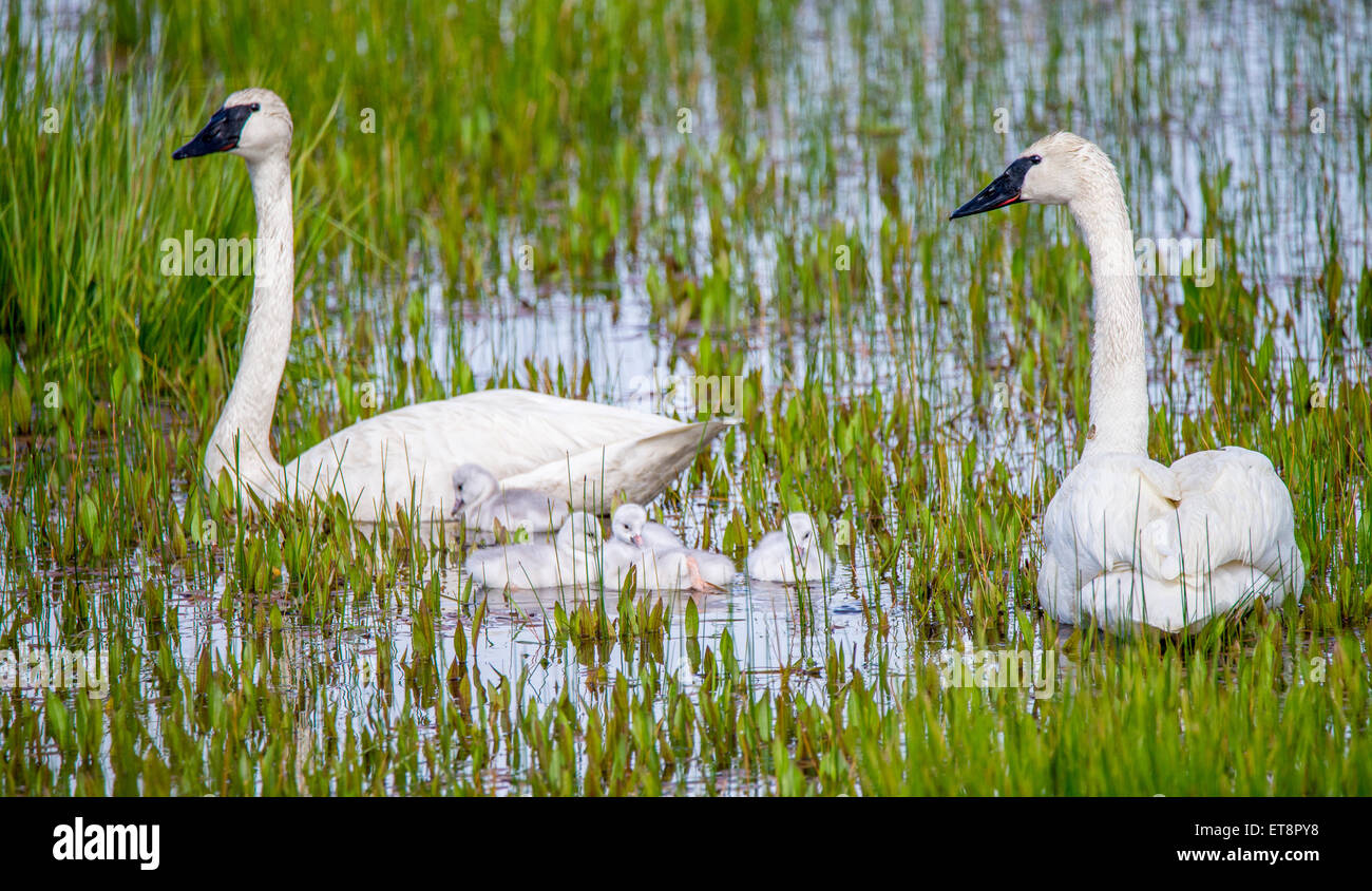 Erwachsenen Norden AmericaTrumpeter Schwäne und neue geboren Cygnets, Swan Lake, Island Park, Idaho, USA Stockfoto