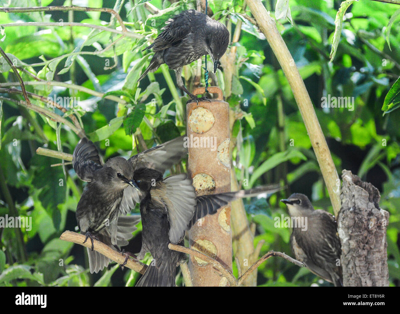 Heathfield, East Sussex, UK.12. Juni 2015.Lovebirds.Starlings an Feeder in Garden Stockfoto