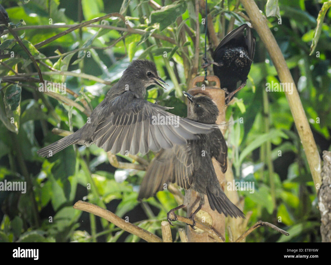 Heathfield, East Sussex, UK.12. Juni 2015.Lovebirds.Starlings an Feeder in Garden Stockfoto