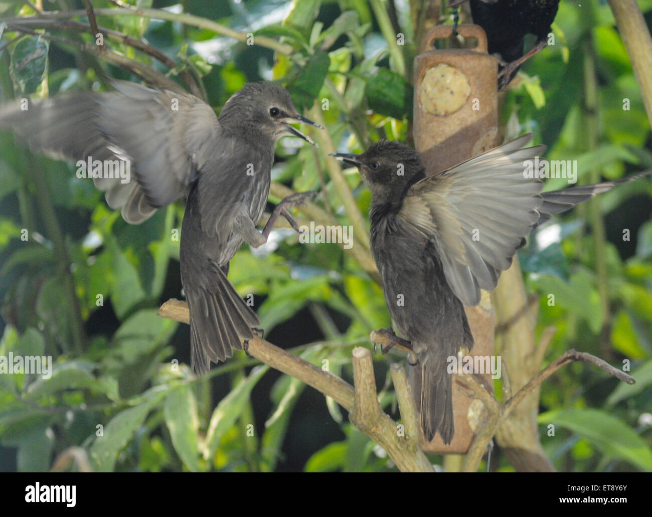Heathfield, East Sussex, Großbritannien.12. Juni 2015.Starlings at Feeder in Garden. © Stockfoto