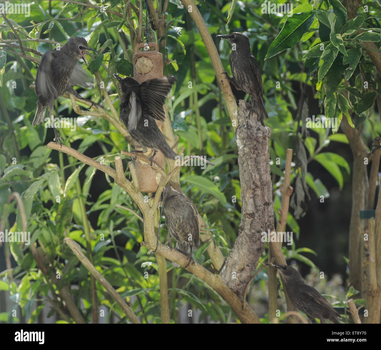 Heathfield, East Sussex, Großbritannien.12. Juni 2015.Starlings at Feeder in Garden Stockfoto