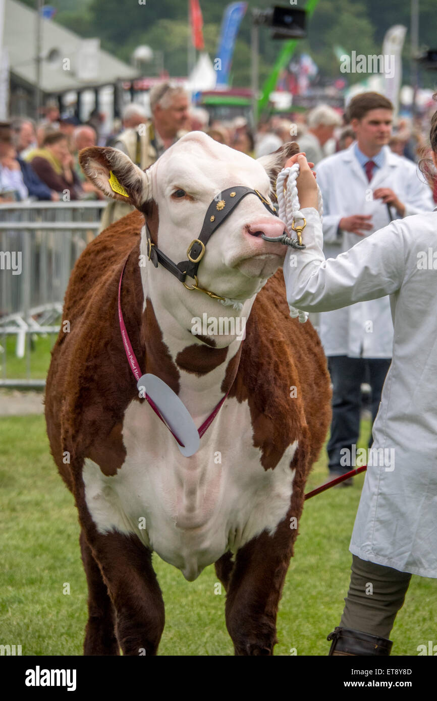 Malvern, Worcestershire, UK. Freitag, 12. Juni 2015.  Hereford-Rinder beurteilt bei Royal drei Grafschaften zeigen Credit: Ian Thwaites/Alamy Live News Stockfoto