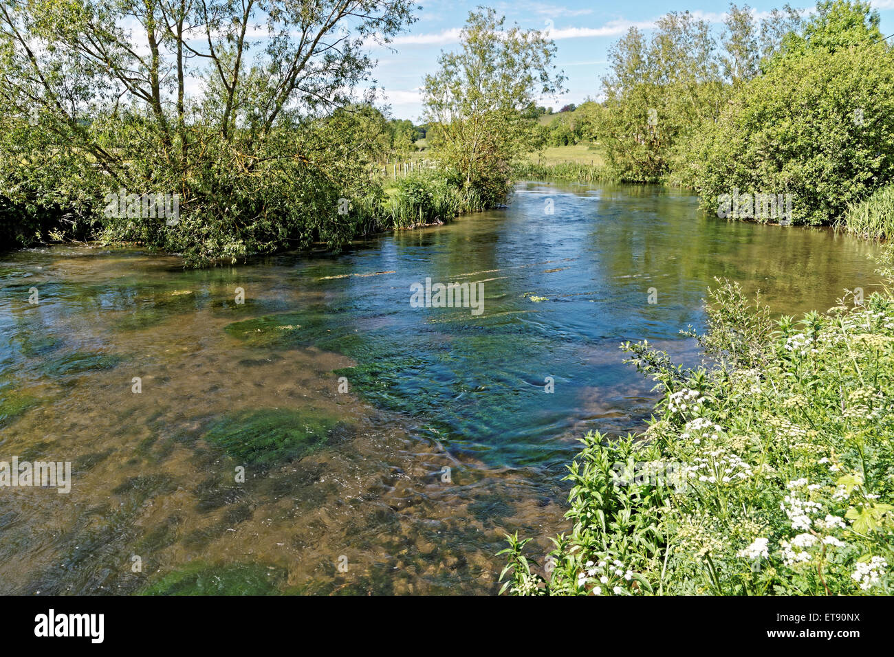 Fluß Avon Nr. Salisbury Stockfoto