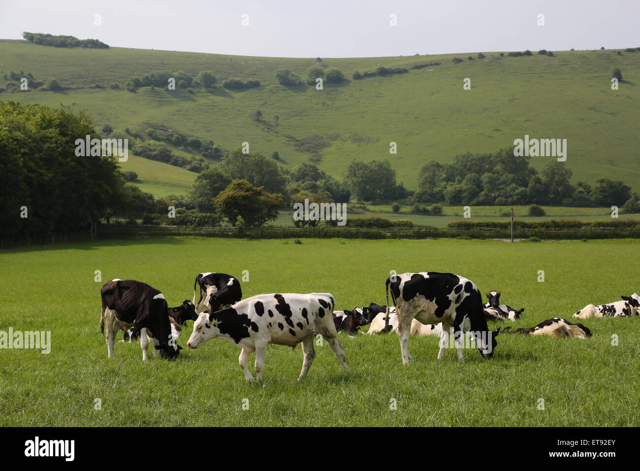 Kühe auf einem Feld am Plumpton Agricultural College mit dem Hintergrund der South Downs. Bild von James Boardman Stockfoto