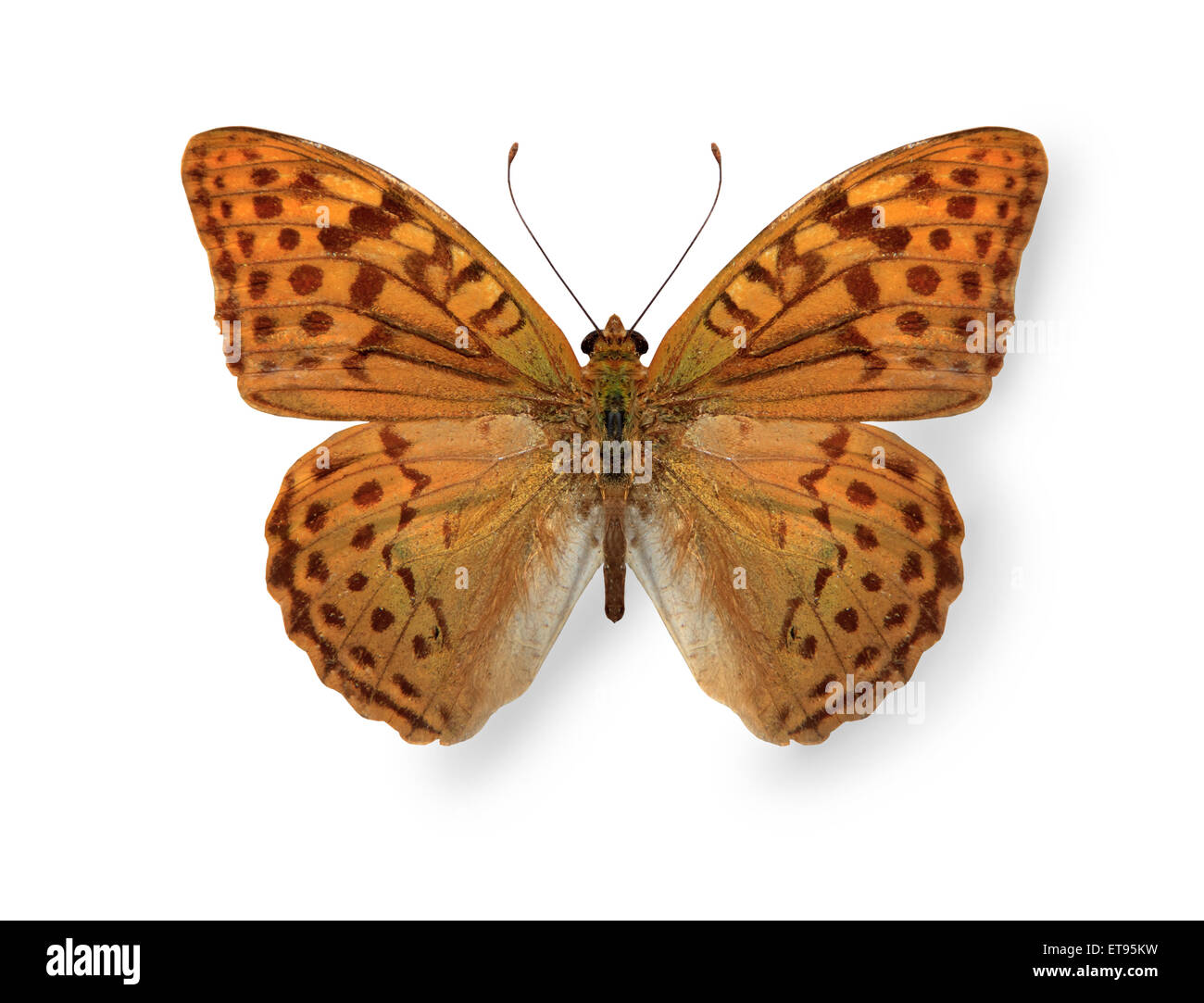 Gelbe Leopard Schmetterling isoliert auf weiss Stockfoto