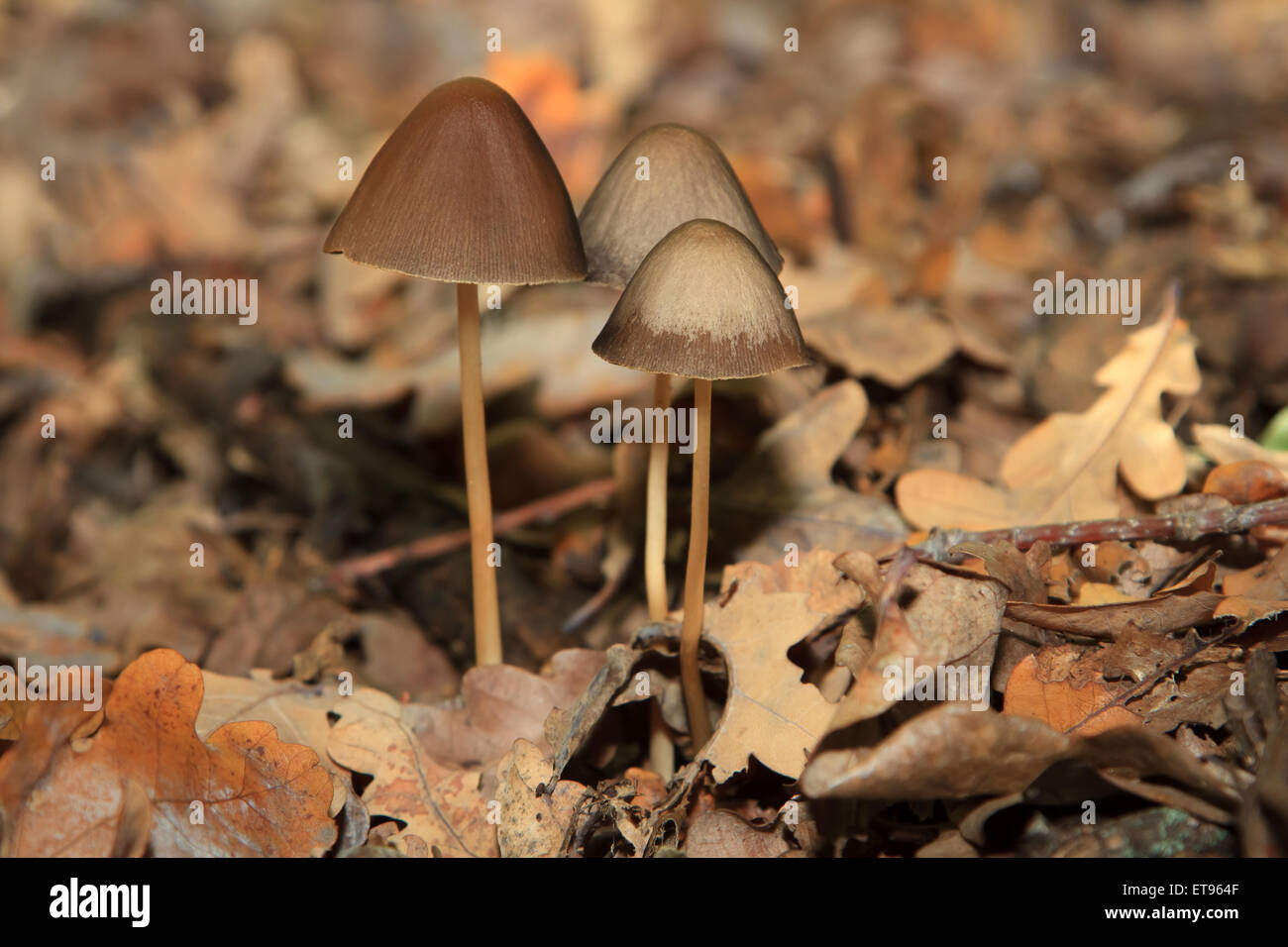 Magische Pilze im Wald Stockfoto