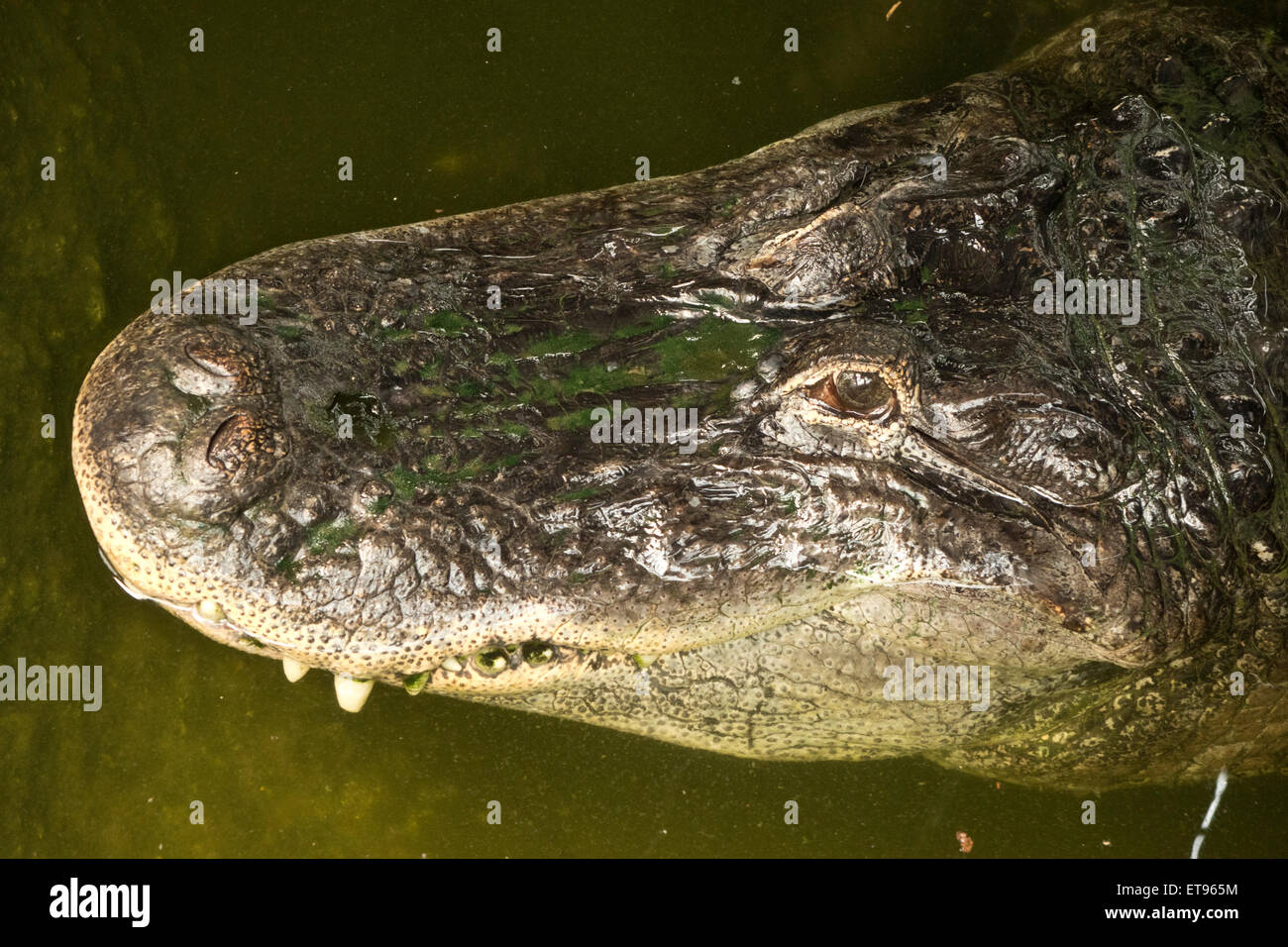 Nase Gesicht Kopf Krokodil Alligator Stockfoto