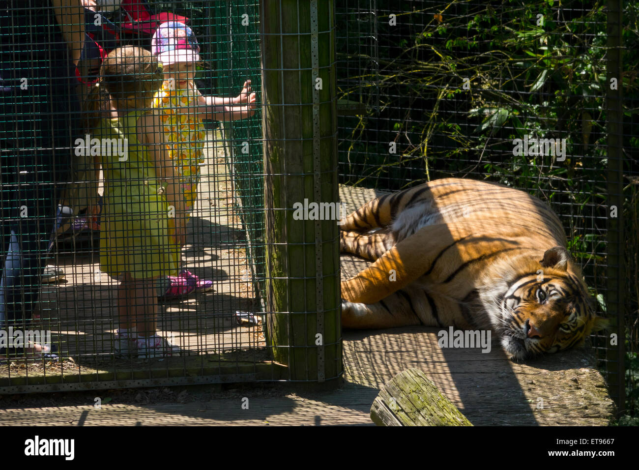 Tiger schlafen Fotos und Bildmaterial in hoher Auflösung Alamy