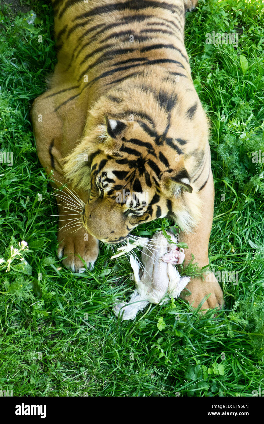Gefangenschaft Tiger essen Huhn Zoo Fütterung Stockfoto