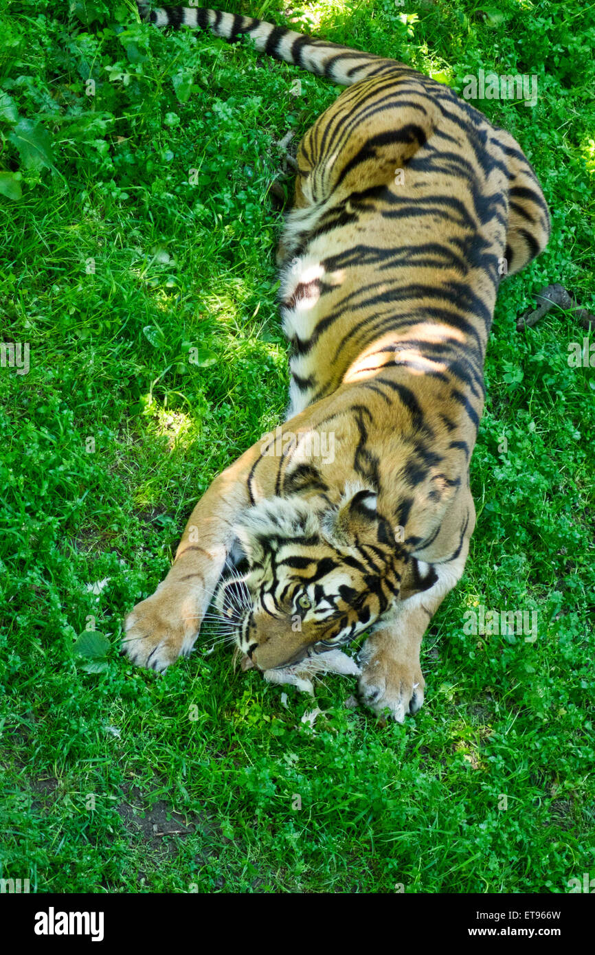 Gefangenschaft Tiger essen Huhn Zoo Fütterung Stockfoto