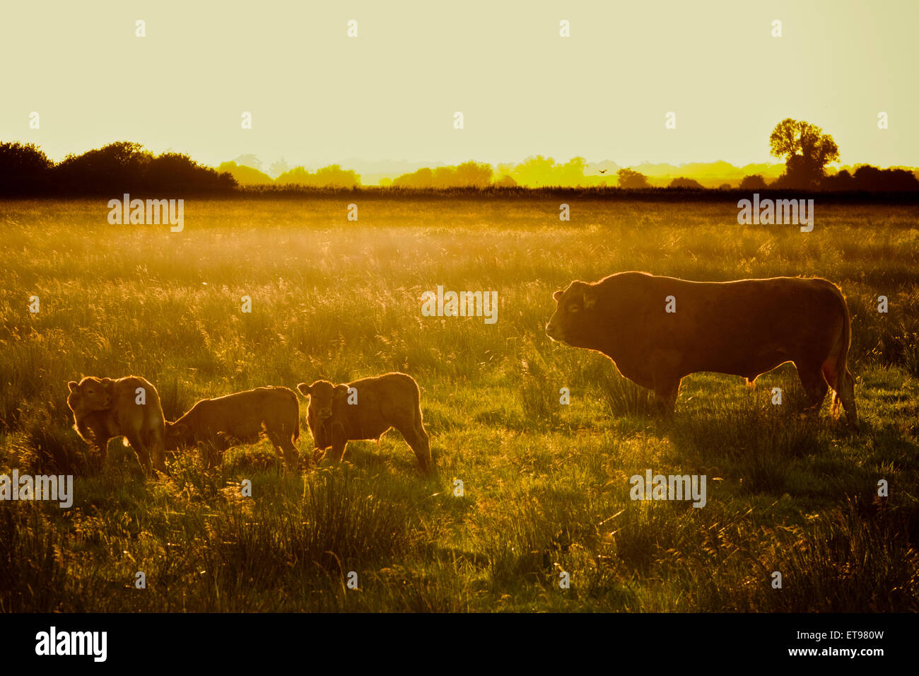 Jersey Kuh Stier mit Kälbern Sonnenuntergang Wiese Stockfoto