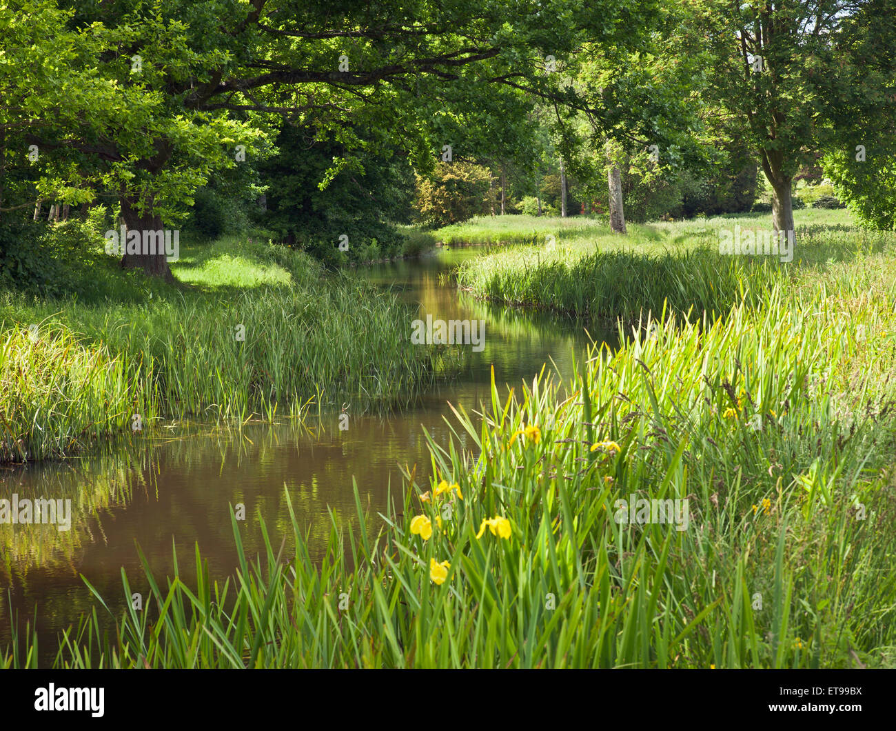 Die Serpentine Kanal, ein Markenzeichen Merkmal der Landschaftsarchitekt Capability Brown. Gatton Park, Reigate, Surrey. Stockfoto