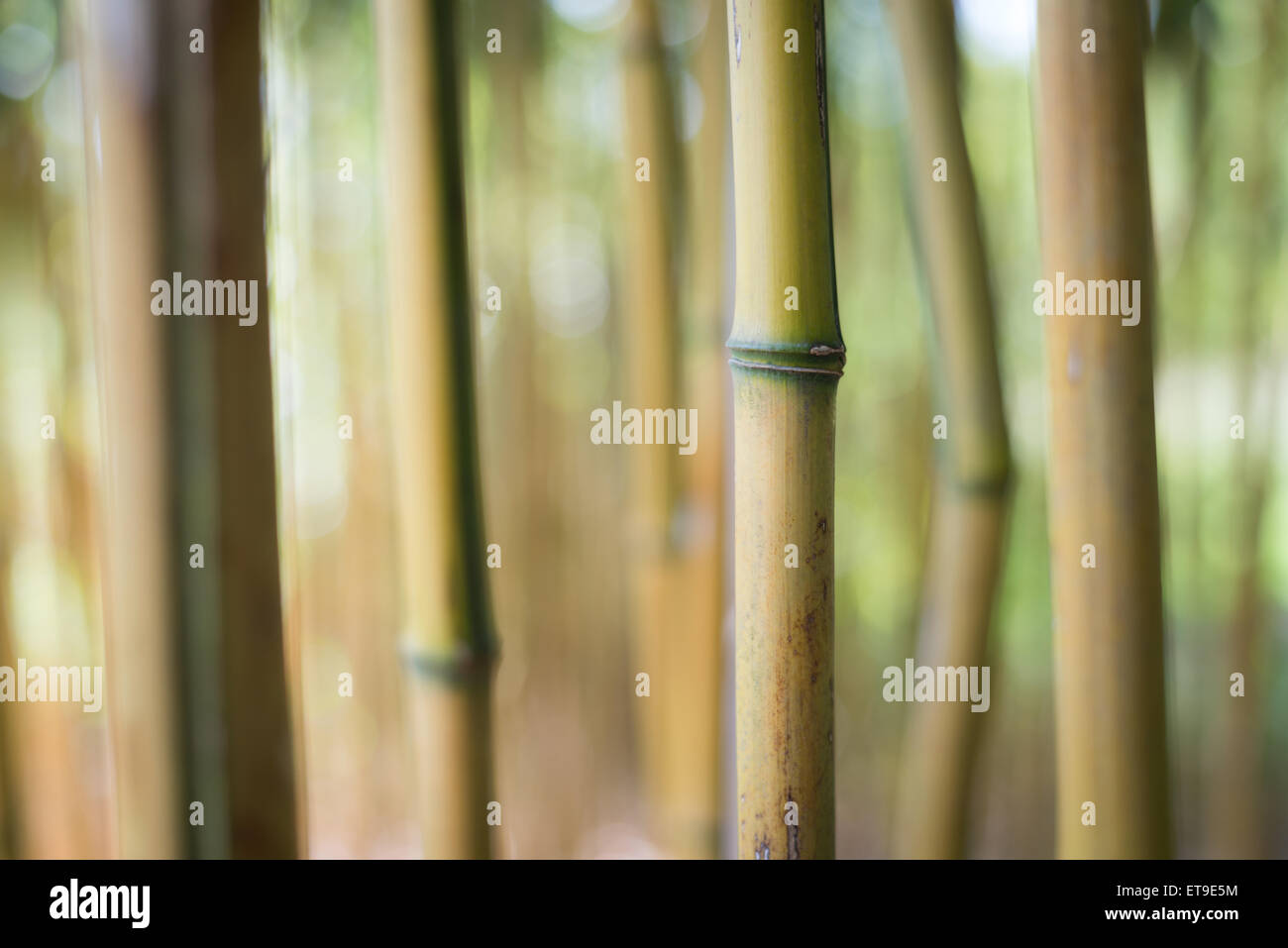 Pinneberg, Deutschland, Bambus-Stangen in einem Garten Stockfoto