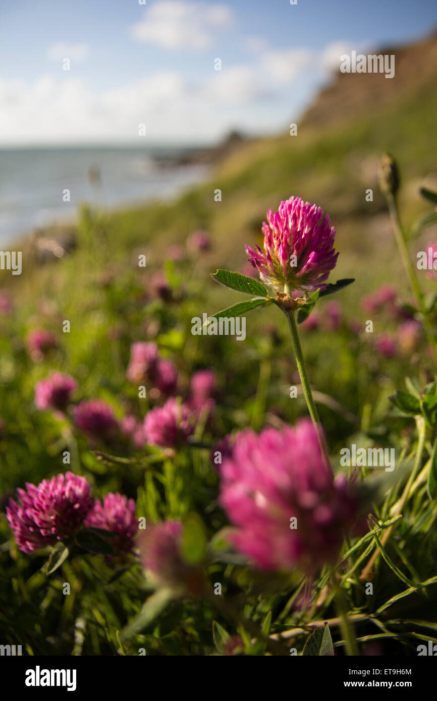 Lila Blüten auf Küstenpfad Stockfoto