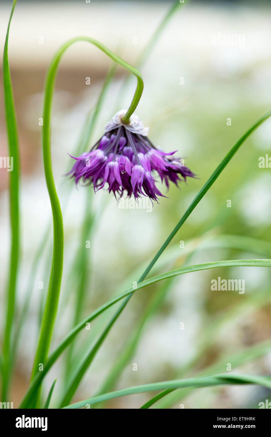Allium Forrestii. Forrests Allium. Forrests ornamentalen Zwiebel Stockfoto