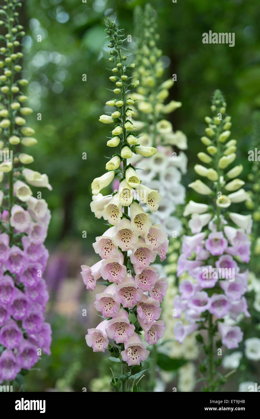 Digitalis Purpurea Excelsior Gruppe. Fingerhut in einem Garten Stockfoto