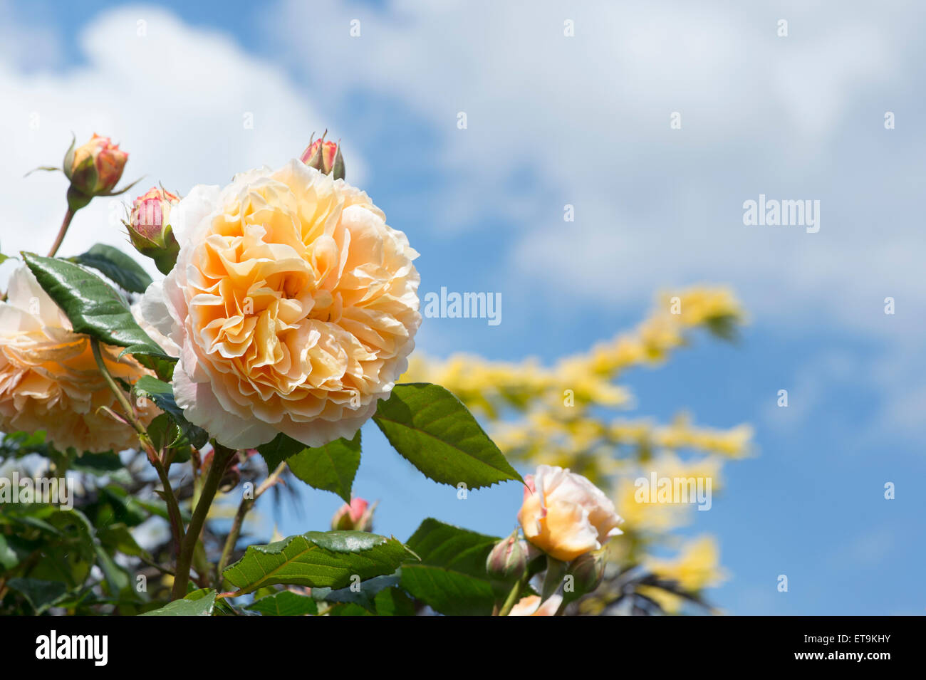 Rosa Kronprinzessin Margareta. Englische Klettern Rose gegen blauen Himmel Stockfoto