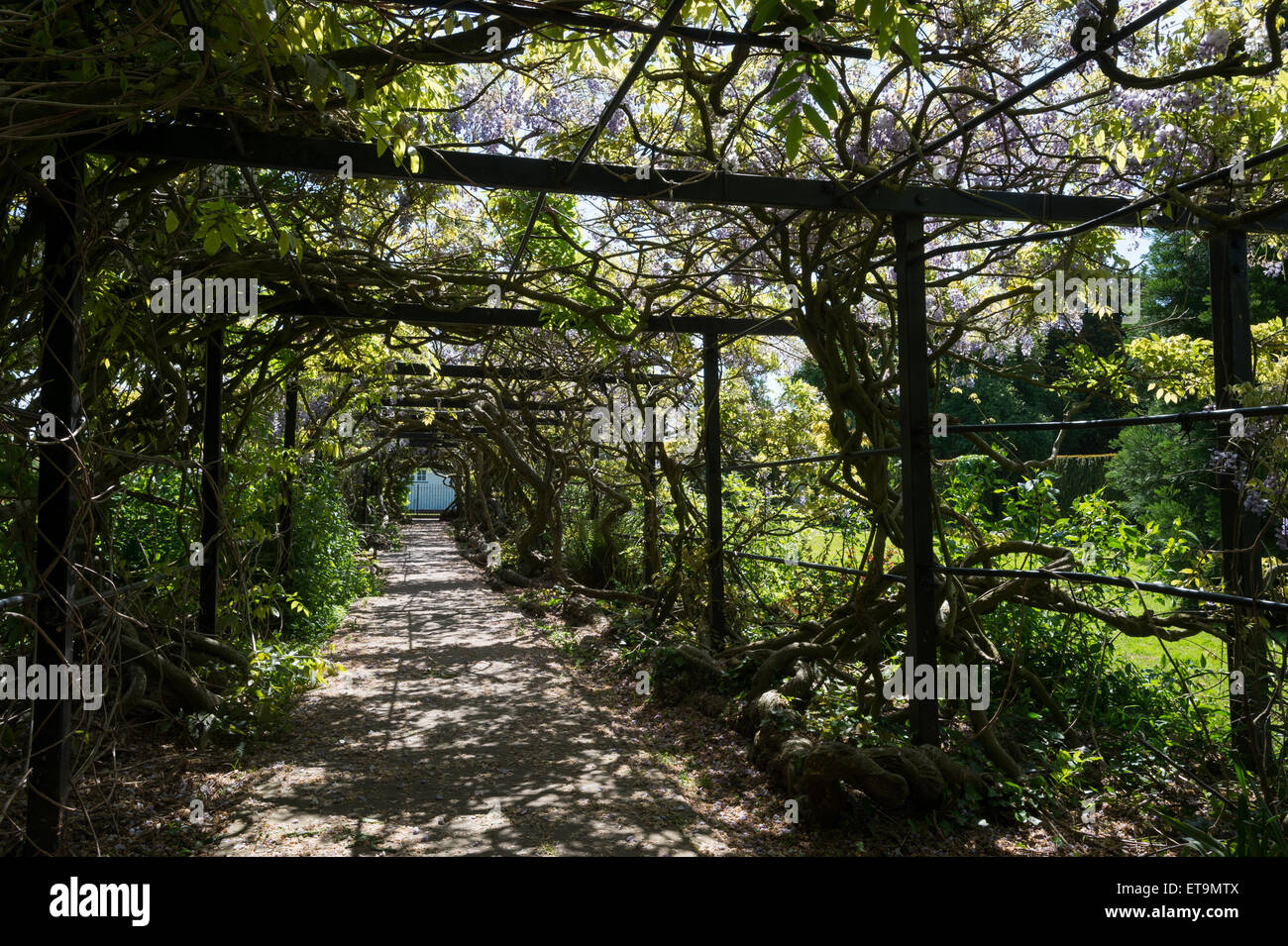 Glyzinien Arch, diesen Gärten, Exeter, Devon, UK. Stockfoto