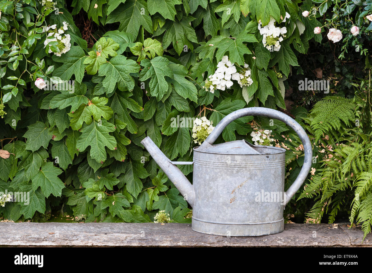 Italien. Eine alte Zink Gießkanne in einem Garten Stockfoto