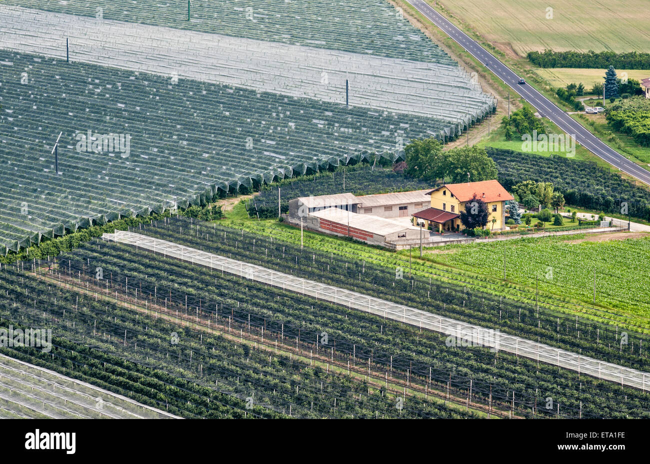 Saluzzo, Turin, Italien. Intensive Landwirtschaft in das Po-Delta. Pfirsich Obstgärten wachsen unter Schutzfolie Stockfoto