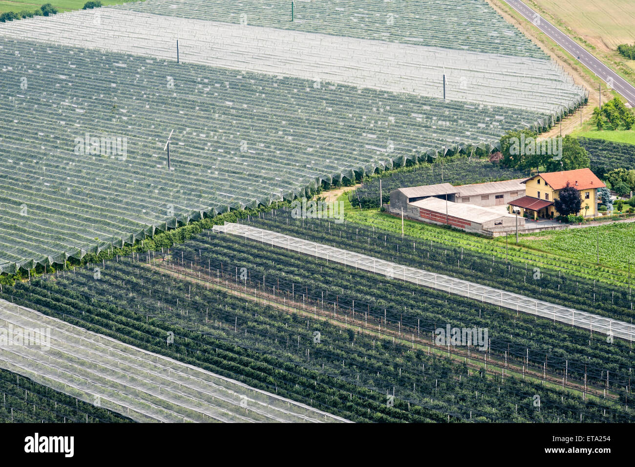 Saluzzo, Turin, Italien. Intensive Landwirtschaft in das Po-Delta. Pfirsich Obstgärten wachsen unter Schutzfolie Stockfoto