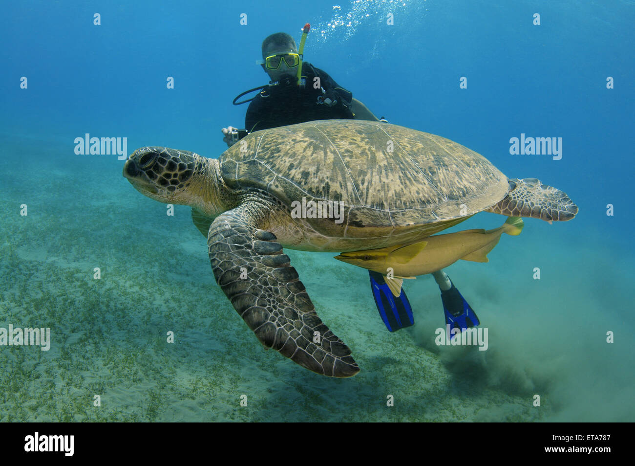 Taucher schwimmt neben grüne Meeresschildkröte (Chelonia Mydas), Marsa Alam, Rotes Meer, Ägypten, Abu Dabab Stockfoto