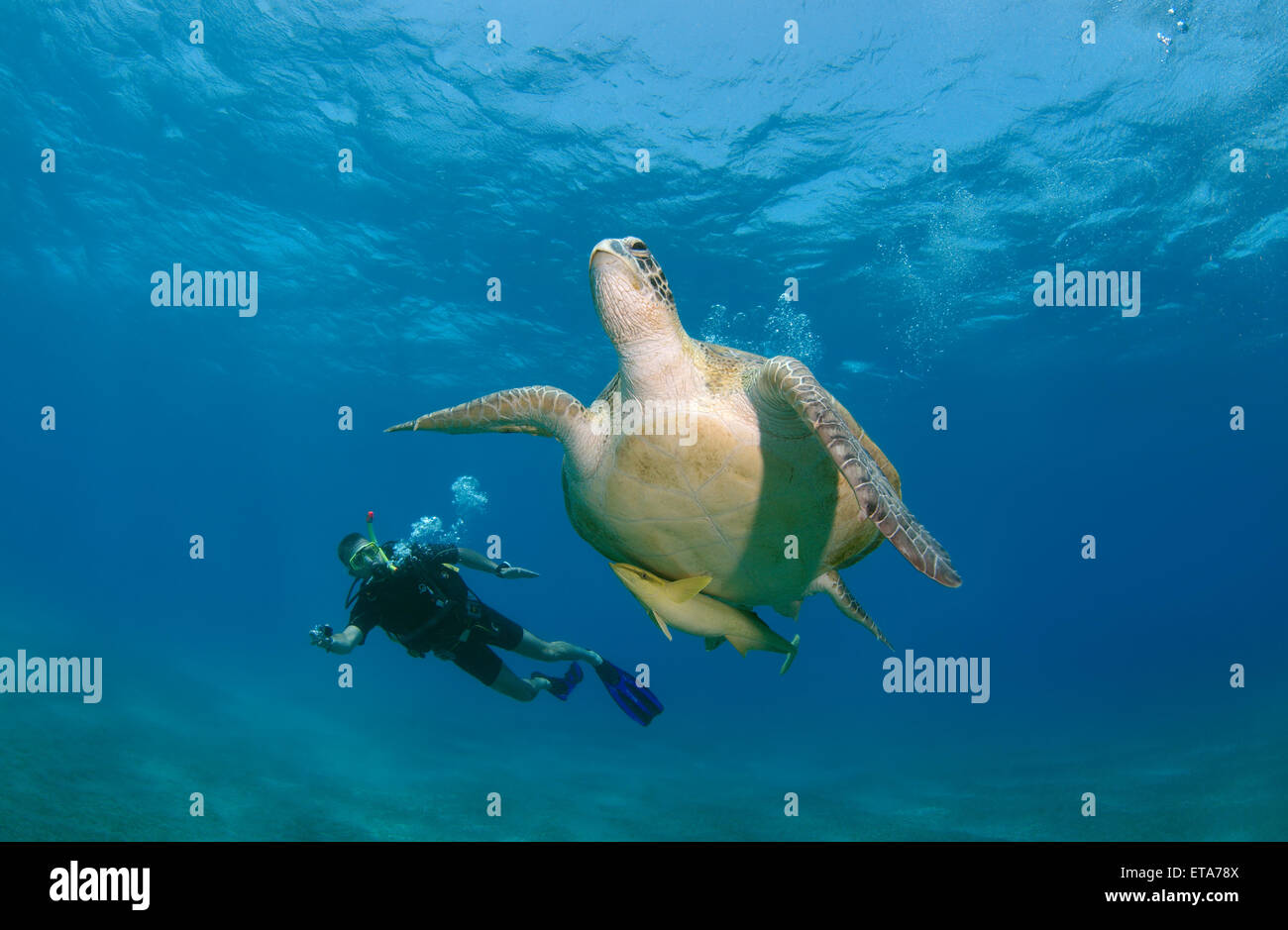 Taucher, die schießen auf GoPro grüne Meeresschildkröte (Chelonia Mydas), Marsa Alam, Rotes Meer, Ägypten, Abu Dabab Stockfoto