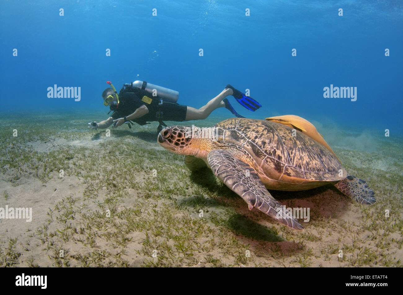 Taucher, die schießen auf GoPro grüne Meeresschildkröte (Chelonia Mydas), Marsa Alam, Rotes Meer, Ägypten, Abu Dabab Stockfoto