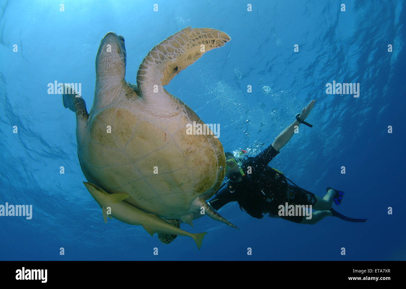 Taucher schwimmt neben grüne Meeresschildkröte (Chelonia Mydas), Marsa Alam, Rotes Meer, Ägypten, Abu Dabab Stockfoto