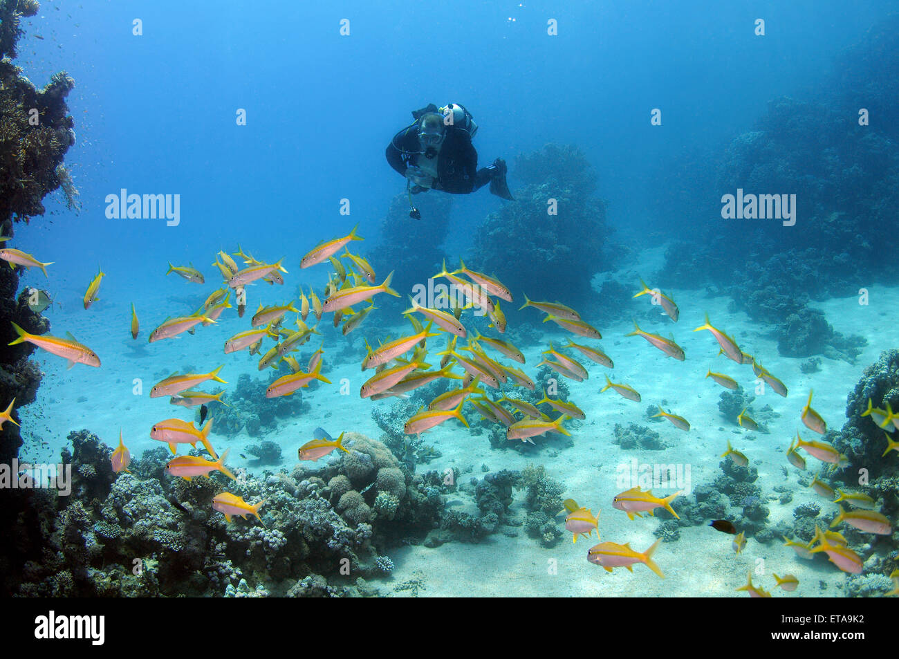Taucher schwimmt durch eine Schule des gelb umrandeten Lyretail oder Lyretail Zackenbarsch (Variola Louti) in der Nähe von Coral Reef, Rotes Meer, Marsa Alam, Stockfoto