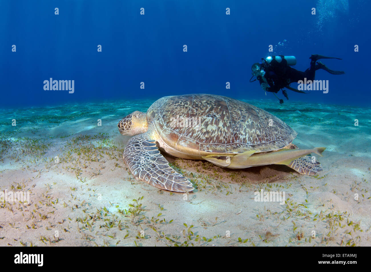 Taucher schwimmt in der Nähe von grüne Meeresschildkröte (Chelonia Mydas), Marsa Alam, Rotes Meer, Ägypten, Abu Dabab Stockfoto