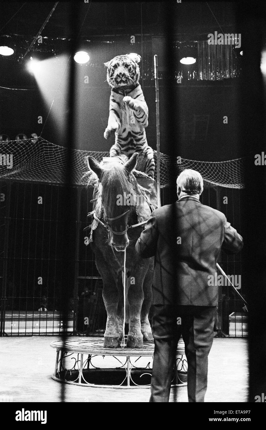 Harry Belli Reiten Tiger Fahrer Sam, ein Pferd in der Belle-Vue-Zirkus. Timmy ist ein ausgewachsener Tiger aus Bengalen die Hauptattraktion im Zirkus. Manchester, 22. Dezember 1969. Stockfoto