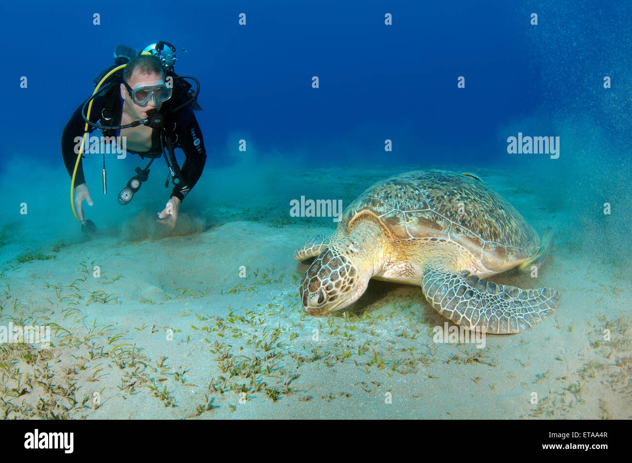 Taucher schwimmt in der Nähe von grüne Meeresschildkröte (Chelonia Mydas), Marsa Alam, Rotes Meer, Ägypten, Abu Dabab Stockfoto