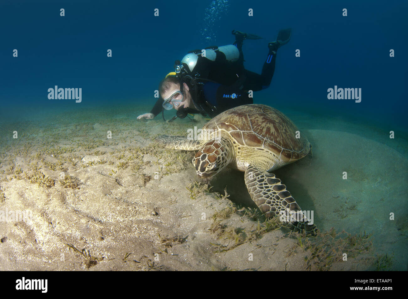 Taucher schwimmt in der Nähe von grüne Meeresschildkröte (Chelonia Mydas), Marsa Alam, Rotes Meer, Ägypten, Abu Dabab Stockfoto