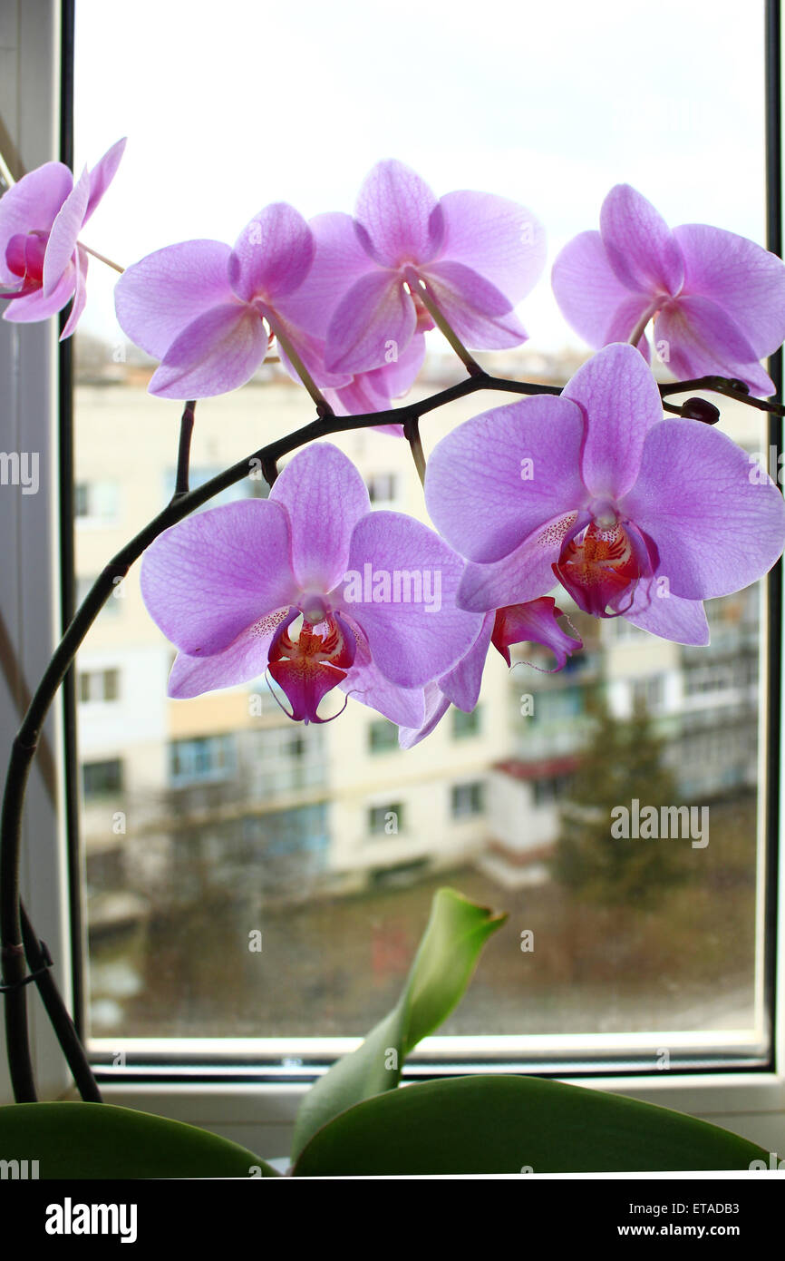 schönen Zweig der Blüte rosa Orchidee am Fenster Stockfoto