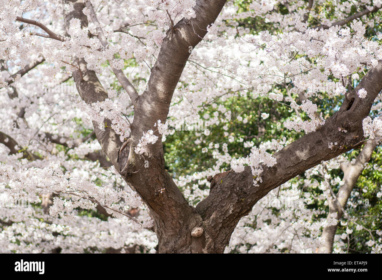 Frühling Kirschblüten in Washington, DC Stockfoto