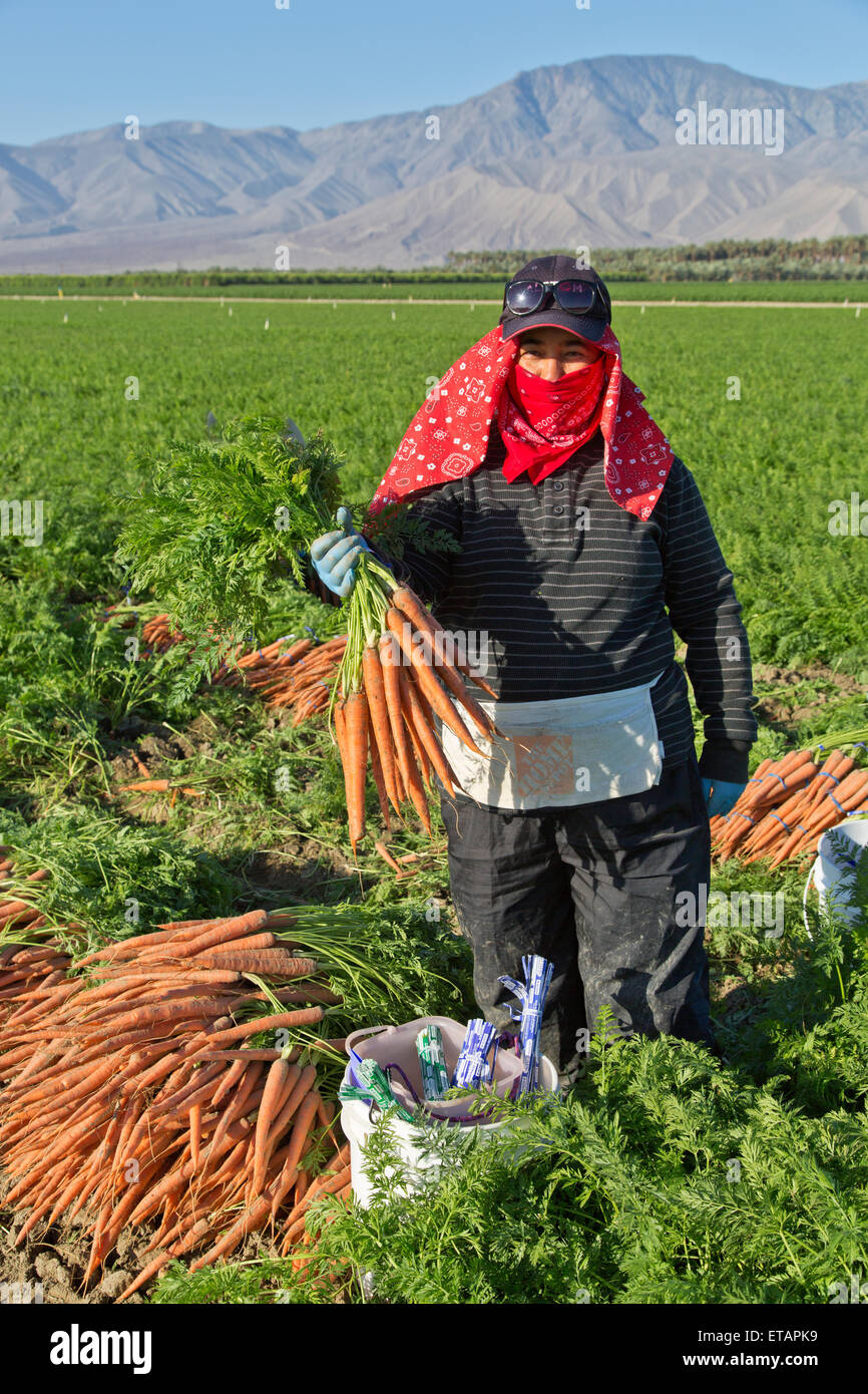 Karotte-Ernte, Landarbeiter hält Bündel von Bio-Karotten. Stockfoto