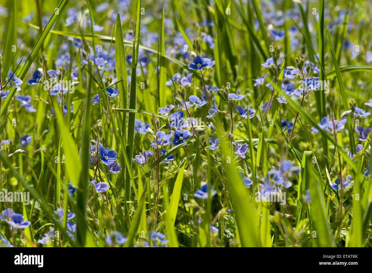 Aus der Vogelperspektive Sppedweel oder Gamander Ehrenpreis, Veronica Chamaedrys, blauen Blüten im Gegenlicht durch Sonnenlicht, Berkshire, Jun Grünland Stockfoto