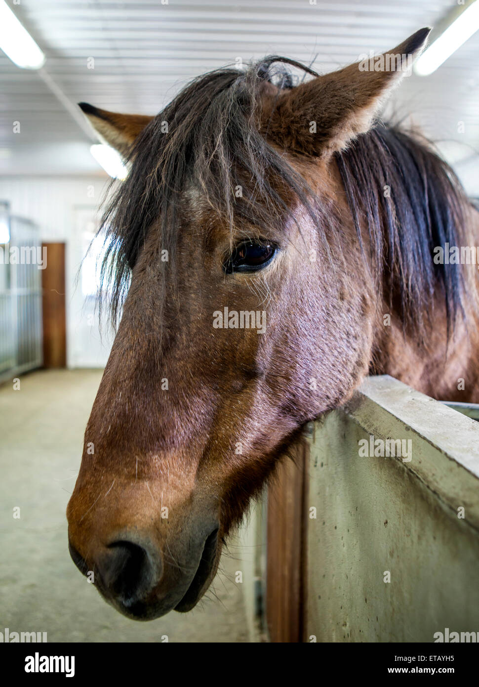 Isländische Pferdekopf in seinem stall Stockfoto