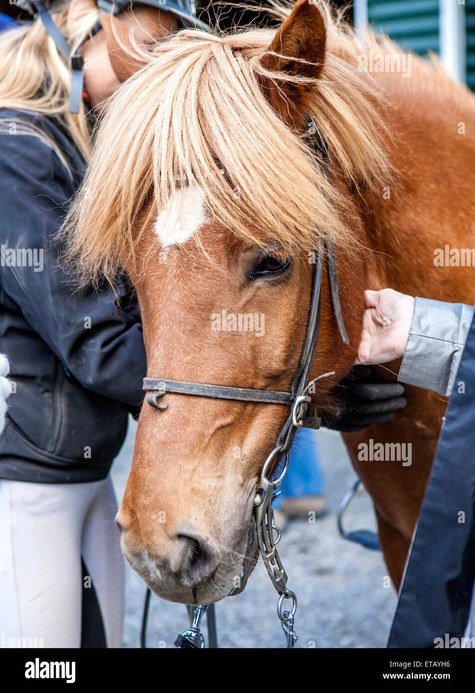 Isländische Pferdekopf mit Reiterin in den Rücken Stockfoto
