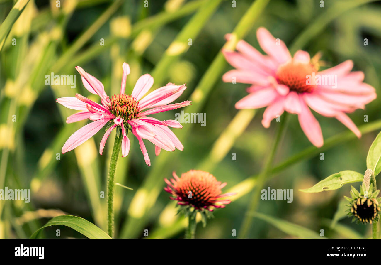 Nahaufnahme von lila Blüten in Echinacea (Echinacea) Stockfoto